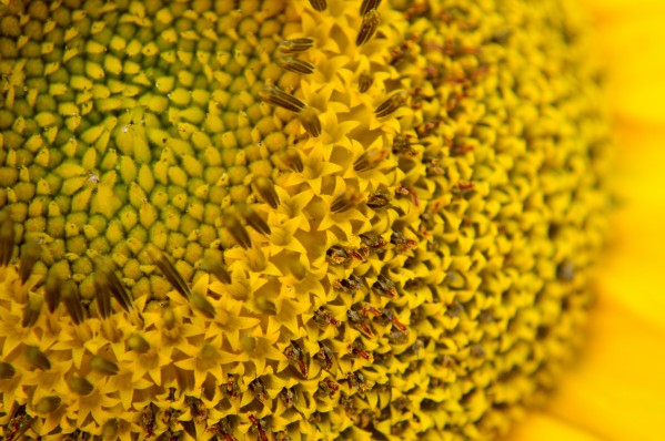 Sunflower Skyscraper Variety by Michelle K Wood